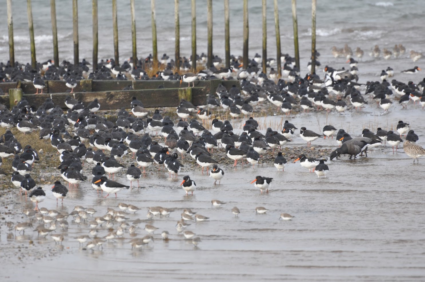 birds in the Exe Estuary wildlife refuge